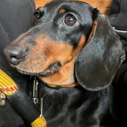 UKC CH Poppy - Dachshund
