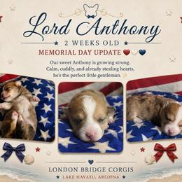 Anthony Bridgerton - Red merle and white male American Corgi puppy in Lake Havasu City, Arizona from London Bridge Corgis