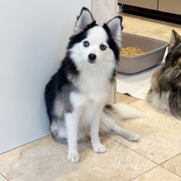 Starlett - Pomsky
