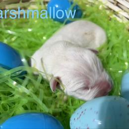 Marshmellow - White male American Staffordshire Terrier puppy in Fort Worth, Texas from Josiah Carter
