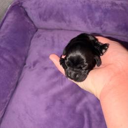 Dolly - Black and white female Cocker Spaniel puppy in Hickory, North Carolina from Homegrown Spaniels
