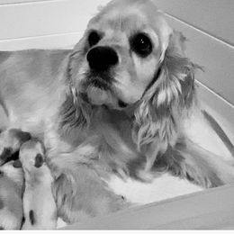 Cocker Spaniel Puppies from Silver Country Cocker Spaniels