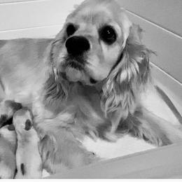 Cocker Spaniel Puppies from Silver Country Cocker Spaniels