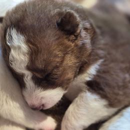 Boy 2 - Brown and white male Siberian Husky puppy in Madison, Georgia from Thornbury Kennel
