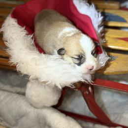 Tiara - Red female Pembroke Welsh Corgi puppy in Delton, Michigan from CorGizmo