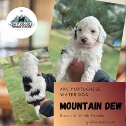 Mountain Dew - Brown and white female Portuguese Water Dog puppy in Weston, Idaho from Gro-T Kennels