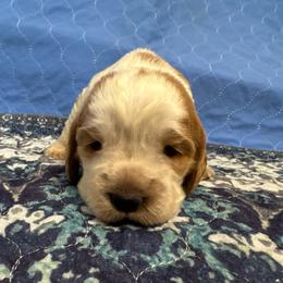 Fiona - Lemon and white female English Springer Spaniel puppy in Coeur D'alene, Idaho from Springer Hollow