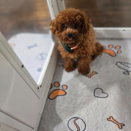 Chip - Red  male Poodle puppy in Midway City, California from Rapture Red Poodles