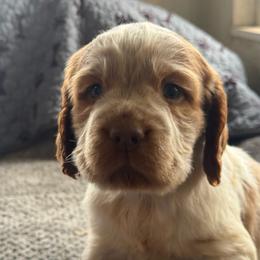 Fabio - Lemon and white male English Springer Spaniel puppy in Coeur D'alene, Idaho from Springer Hollow