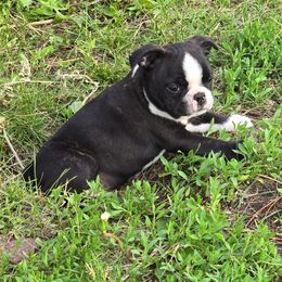 Boston Terrier Puppies from Lucht-Tee Acres Bostons