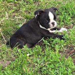 Boston Terrier Puppies from Lucht-Tee Acres Bostons