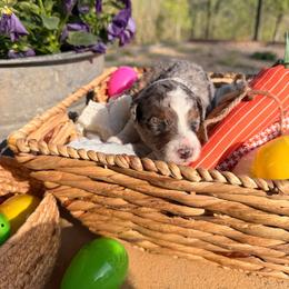Mickey - Blue merle male Aussiedoodle puppy in Tryon, North Carolina from Melrose Mountain Farm