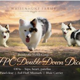 Dice - Pembroke Welsh Corgi