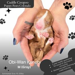 Obi-Wan Kenobi - Apricot male Cavapoo puppy in Fort Lupton, Colorado from Puppy Paws Colorado