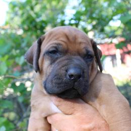 Male 4 - Rd whtn blk nose male Rhodesian Ridgeback puppy in Broussard, Louisiana from Karamojo Ridgebacks, Breeding Quality since 2012
