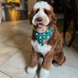 Tucker - Goldendoodle