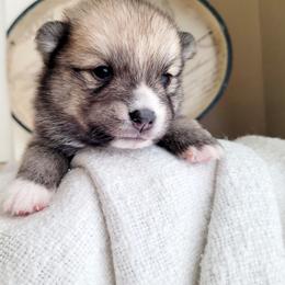 Bowser - Wolf sable male Pomsky puppy in Sand Coulee, Montana from Big Sky Pomskies