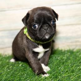 Lucy (green) - Silver female Pug puppy in Hereford, Arizona from Broken Road Ranch Pugs