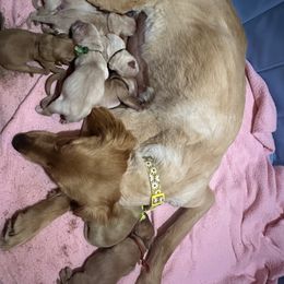Golden Retriever Puppies from St. Paul Goldens