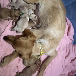 Golden Retriever Puppies from St. Paul Goldens
