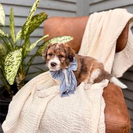 Skye - Chocolate merle male Bernedoodle puppy in Buda, Illinois from Hamilton Farm Doodles