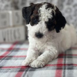 Poodle Puppies from Foxtrot Farm Poodles