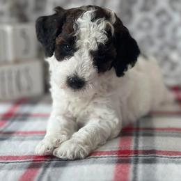 Poodle Puppies from Foxtrot Farm Poodles
