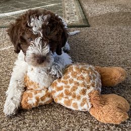 Lagotto Romagnolo Puppies from Sandra Lowrey's Lagotto Romagnolo