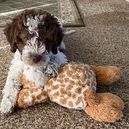 Lagotto Romagnolo Puppies from Sandra Lowrey's Lagotto Romagnolo