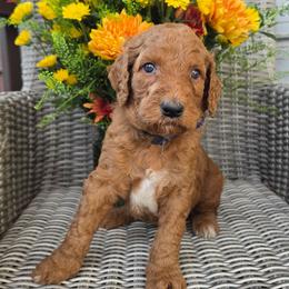 Cinno-Man (black collar) - Red  male Poodle puppy in Plainfield, New Jersey from Caris Paws Poodles and Labradoodles