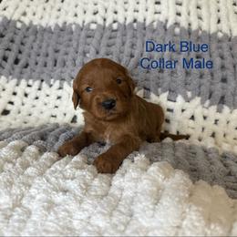 Dark Blue Collar Male - Red  male Goldendoodle puppy in Pasadena, Texas from Knightsbane Standard Poodles