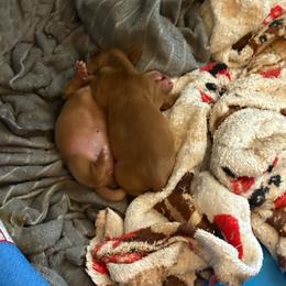 Girl 1 - Chocolate female Dachshund puppy in Mobile, Alabama from Lady and the Tramp Dachshunds