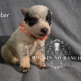 Peter - Blue male Australian Cattle Dog puppy in Silsbee, Texas from Rockin ND Ranch
