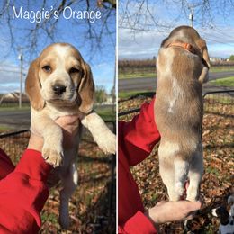 Maggies Orange Male - Black fawn and white male Beagle puppy in Brownsville, Oregon from Beagles on the Run