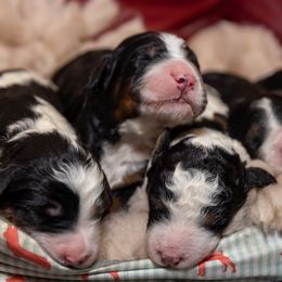 Bernedoodle puppies from Tahoe Doodles