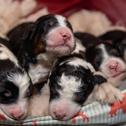 Bernedoodle puppies from Tahoe Doodles
