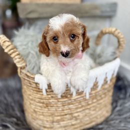 Cavapoo puppies from Padgetts Hill Puppies