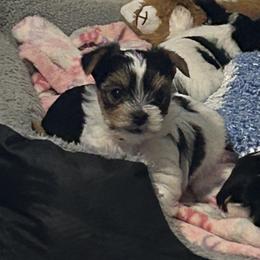Parti boy 2 - Parti male Yorkshire Terrier puppy in Hot Springs, Arkansas from Weslynn Kennels