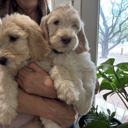 Romeo - Apricot male Goldendoodle puppy in Tucson, Arizona from Cheryl's Goldendoodles