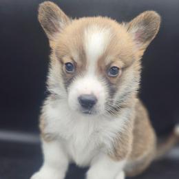 Sunny - White and red male Pembroke Welsh Corgi puppy in Tomball, Texas from Larsen Loved Corgis