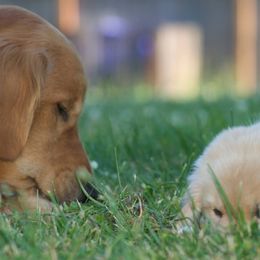 Golden Retriever Puppies from GC Goldens