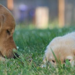 Golden Retriever Puppies from GC Goldens