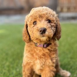 Goldendoodle Puppies from Serrano Pups
