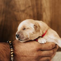 Girl 1 - female Golden Retriever puppy in Stockton, California from Golden Weenie Club