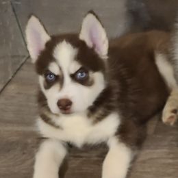 Siberian Huskies from Steven Carrillo's Siberian Huskies