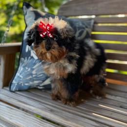 Taffy - Tri-color female Cavapoo puppy in Colcord, Oklahoma from Copper Lane Aussies, Doodles & Cavapoos