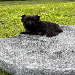 Coco Chanel - Black and gold female Yorkshire Terrier puppy in Naples, Florida from 🤎 Dreaming Puppies 🐶