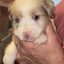 Girl 2 - Miniature Australian Shepherd puppy in Corydon, Indiana from Arbuckle’s Lookin Good Aussies (LGA)