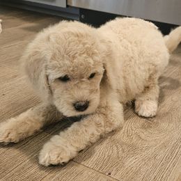 Carly - Cream female Goldendoodle puppy in Kansas City, Missouri from Poppy's Doodles