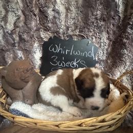 Whirlwind - Brown and white male Saint Berdoodle puppy in Traverse City, Michigan from Bare Paws Saint Berdoodles